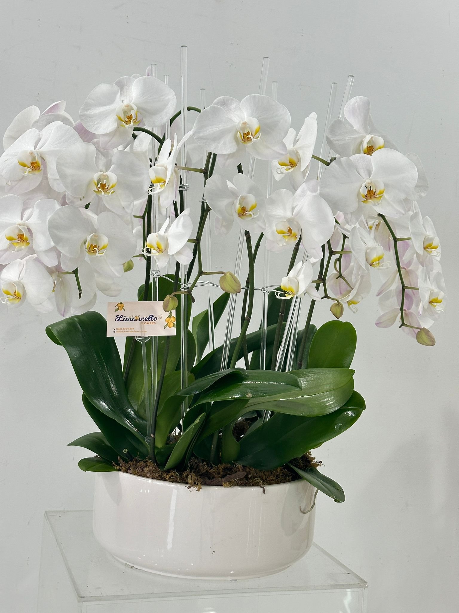OrquĂdeas blancas Phalaenopsis Vaso de lujo DecoraciĂłn de interiores Regalo elegante Arreglo floral Flores blancas Vaso blanco